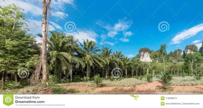 Африканская плантация масличной пальмы в Таиланде Стоковое Изображение -  изображение насчитывающей ð¼ð°ð»ð°ð¹ð·ð¸ñ , ñ ðºoð»oð³ð¸ñ‡ðµñ ðºð¸ð¹:  118586913