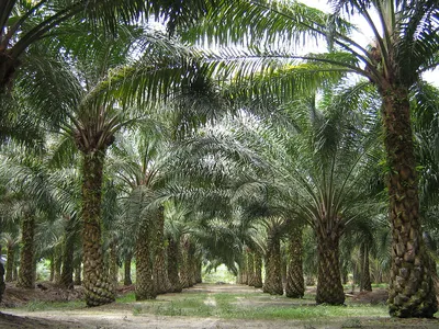 Фермеры штата Андхра-Прадеш увеличат плантации под масличными пальмами -  OleoScope