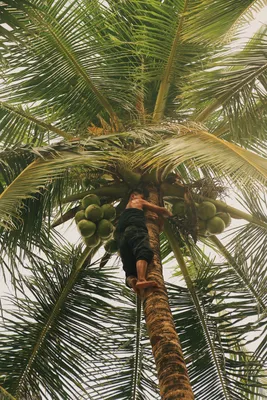 Красно-коричневая пальма ореха арека, орехи бетель, пальма бетель (areca  catechu), висящая на дереве | Премиум Фото