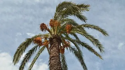 Arecaceae Канарские острова финиковая пальма пигмеев финиковая пальма,  финиковая пальма, пальма, финиковые пальмы, борасс Flabellifer png | PNGWing