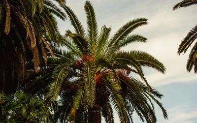 Ahmed Amyn в Twitter: „🏝🏝 Bodu huraa 🏝🏝 . #boduhuraa #huraa #maldives  #coconutpalm https://t.co/X1OWj3PZSZ“ / Twitter