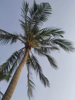 Обои пляж, небо, пальмы, beach, sky, крона, palms, tropical картинки на  рабочий стол, раздел природа - скачать