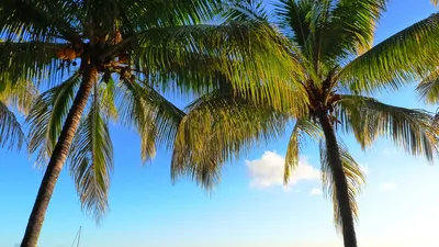 Phoenix Canariensis | In warm temperate regions of the world… | Flickr