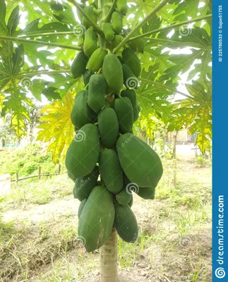 https://ru.pngtree.com/freebackground/new-years-traditional-papaya-seed-snack-nut-food-photography-photo-map-with-picture_1547985.html