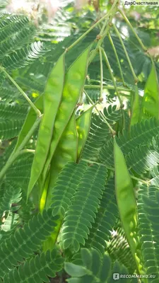 Гледичия китайская 'Ruby Lace', купить в Ростове, Gleditsia sinensis 'Ruby  Lace', доставка, заказать почтой, ЭКЗОТИЧЕСКИЕ РАСТЕНИЯ, ЦВЕТЫ ОРАНЖЕРЕЙНЫЕ  Купить растения в Ростове-на-Дону, Интернет-магазин, питомник растений,  хвойные и лиственные, уличные ...