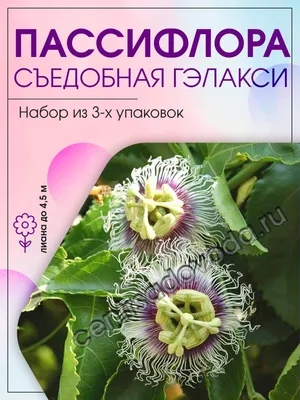 Пассифлора съедобная Гэлакси / 3 упаковки Агрохолдинг Поиск 45985937 купить  в интернет-магазине Wildberries