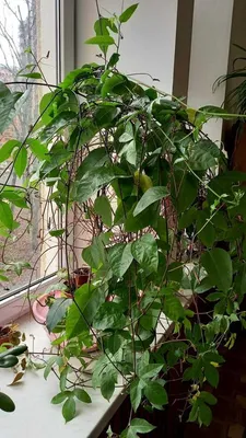 Пассифлора съедобная (Passiflora edulis) или маракуя есть отростки: 50 грн.  - Сад / огород Одесса на Olx