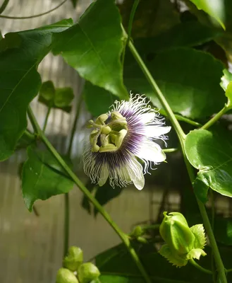 Коллекции растений ЦСБС СО РАН - Passiflora murucuja L. – Пассифлора  маракуйя