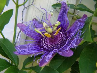 Пассифлора Съедобная Passiflora Edulis Маракуйя — Купить Недорого на  Bigl.ua (1553516619)