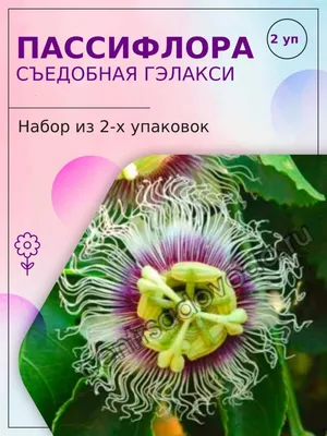 Пассифлора съедобная Гэлакси. Набор семян комнатных растений из 2 упаковок.  Агрофирма Поиск 17441397 купить за 9,41 р. в интернет-магазине Wildberries