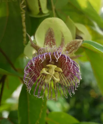 Коллекции растений ЦСБС СО РАН - Passiflora laurifolia L. – Пассифлора  лавролистная