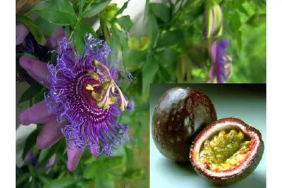 Пассифлора съедобная Passiflora edulis Маракуйя