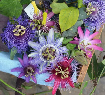 Пассифлора(Passiflora)