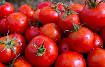 В белорусских томатах нашли вирус мозаики пепино 28 октября 2020