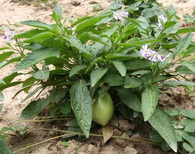 Пепино, или Дынная груша из Южной Америки . Описание, выращивание в  домашних условиях. Варенье. Фото — Ботаничка