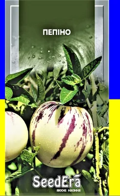 Дынная груша Пепино, Solanum muricatum, цена 45 грн — Prom.ua  (ID#1474715378)