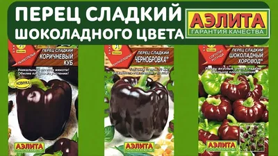 Перец сладкий Sweet Chocolate (Венгрия) — цветочнаяпалитра32.рф