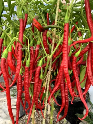 Перец острый Кайен длинный, Кайенский длинный Джо (Joe`s Long Cayenne) C.  Annuum - Садовая Пчёлка