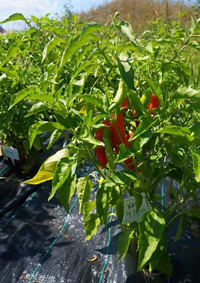 Перец (Capsicum). Уход за перцем: содержание и размножение