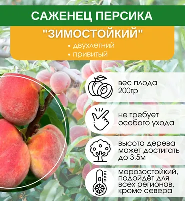 Купить саженцы Персик Зимостойкий с доставкой! | Florali.ru