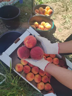 Крымский персик: без сочного урожая любители этого фрукта не останутся - МК  Крым