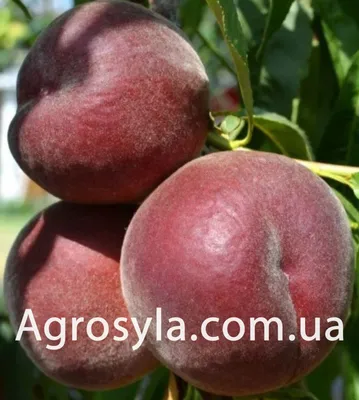 Персик «Роял Ли» (Royal Lee) — Агросила — найкращі саджанці для Вашого саду