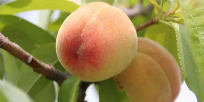 Как вырастить и обрезать персик | Советы садоводам и огородникам