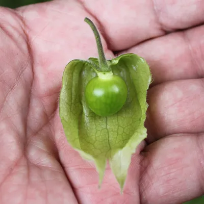 Физалис перуанский семена 50 шт (перуанская вишня) + инструкции, цена 50  грн — Prom.ua (ID#1065344017)