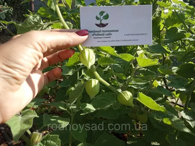 SAFLAX - Капский крыжовник / Перуанская вишня - 100 семян - Physalis  peruviana купить недорого — выгодные цены, бесплатная доставка, реальные  отзывы с фото — Joom
