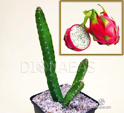 Кактус Питахайя Hylocereus undatus (Драконов Фрукт) - плодоносящий кактус,  плоды вкусные, съедобные, цена 95 грн — Prom.ua (ID#1162921011)