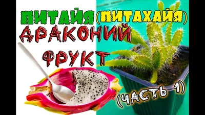 Драконий фрукт, Питайя, Питахайя. В ДОМАШНИХ УСЛОВИЯХ! \"ЧАСТЬ 1\" - YouTube