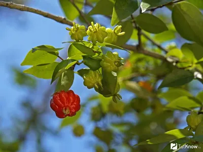 Казахстан Астана Нур-Султан ягоды овощи фрукты сухофрукты варенье |  Tselinograd