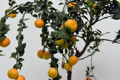 Снижение веса Померанец горький / (Citrus Aurantinum), цена 175 грн —  Prom.ua (ID#544183520)