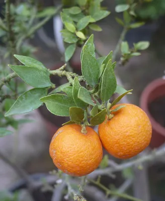 Коллекции растений ЦСБС СО РАН - Citrus myrtifolia Rafin. – Миртолистный  померанец, Чинотто