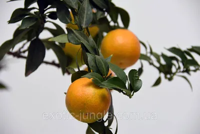 Померанец Чинотто (Citrus Myrtifolia Chinotto) до 20 см. Комнатный:  продажа, цена в Днепре. Горшечные растения от \"Exotic Jungle\" - 652750748