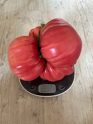 Вырастила гигантский помидор пикабушницы) | Пикабу
