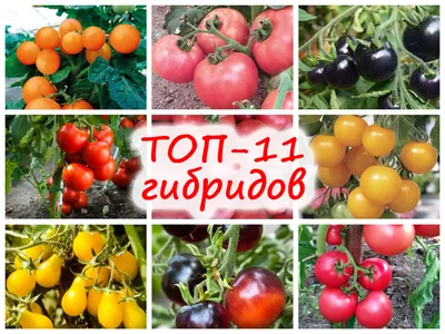 Голландские томаты: ТОП-11 высокорослых и низкорослых вкуснейших гибридов