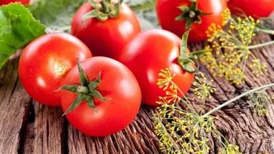 Как сажать помидоры. Выращивание и уход за томатами, ошибки