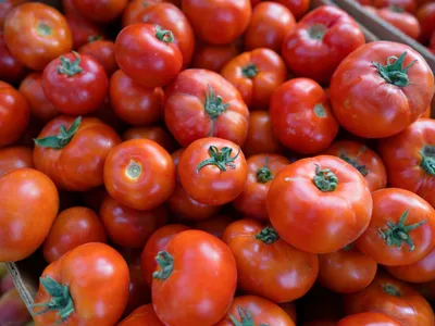 Польза и вред помидоров: как правильно выбрать томаты и не отравиться