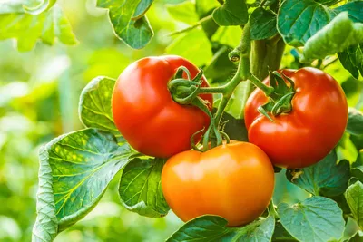 Почему помидоры кислые или горькие на вкус и что делать? Фото — Ботаничка
