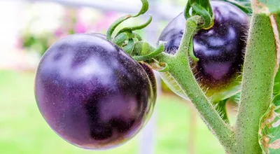 Как полюбить ГМО: от каких болезней может защитить недавно выведенный  фиолетовый помидор — читать на Gastronom.ru