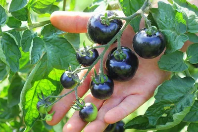 Синие помидоры, или анто-томаты — экзотические и очень полезные. Общие  характеристики, сорта, фото — Ботаничка