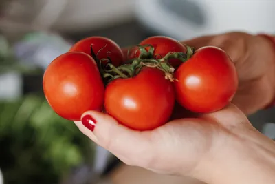 Искусственный овощ - помидор.Муляж помидора., цена 30 грн — Prom.ua  (ID#472511708)