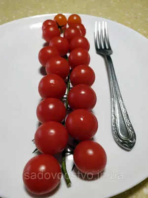 помидор стоковое изображение. изображение насчитывающей плодоовощ -  231242485