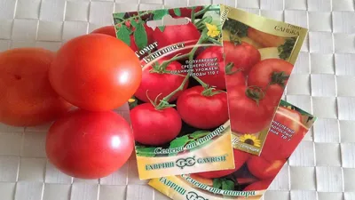 Синьор помидор. Как вырастить самый полезный томат | Правильное питание |  Здоровье | Аргументы и Факты