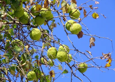 Маклюра саженцы, адамово яблоко, Maclura Pomifera - купить