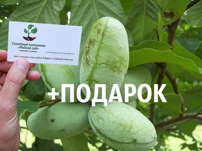 Цитрофортунелла Кумкват, Золотой апельсин - купить в интернет-магазине  FreshPlants.ru с доставкой по Москве, области, России