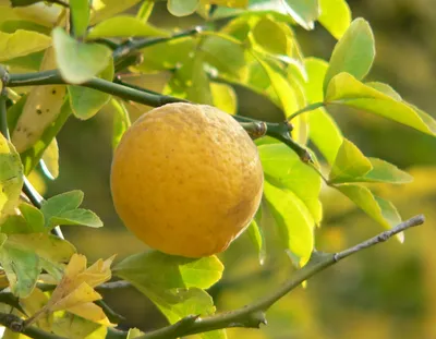 Poncirus trifoliata - Понцирус Трехлисточковый - купить семена на Tropics  Seeds.