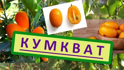 Лимонкват «Lemonquat» (C. limon x Fortunella) до 20 см. купить в Днепре  оптом и в розницу по низкой цене