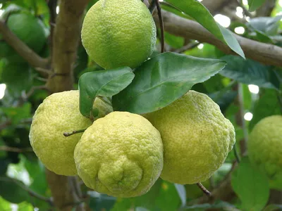 Понцирус (трифолиата) (лат. Poncirus trifoliata)